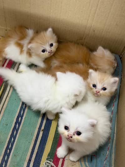 persian kittens / triple coated/ punch face /white fawan kittens /