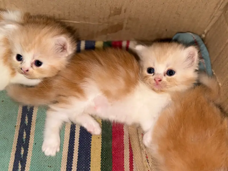 persian kittens / triple coated/ punch face /white fawan kittens / — photo 2