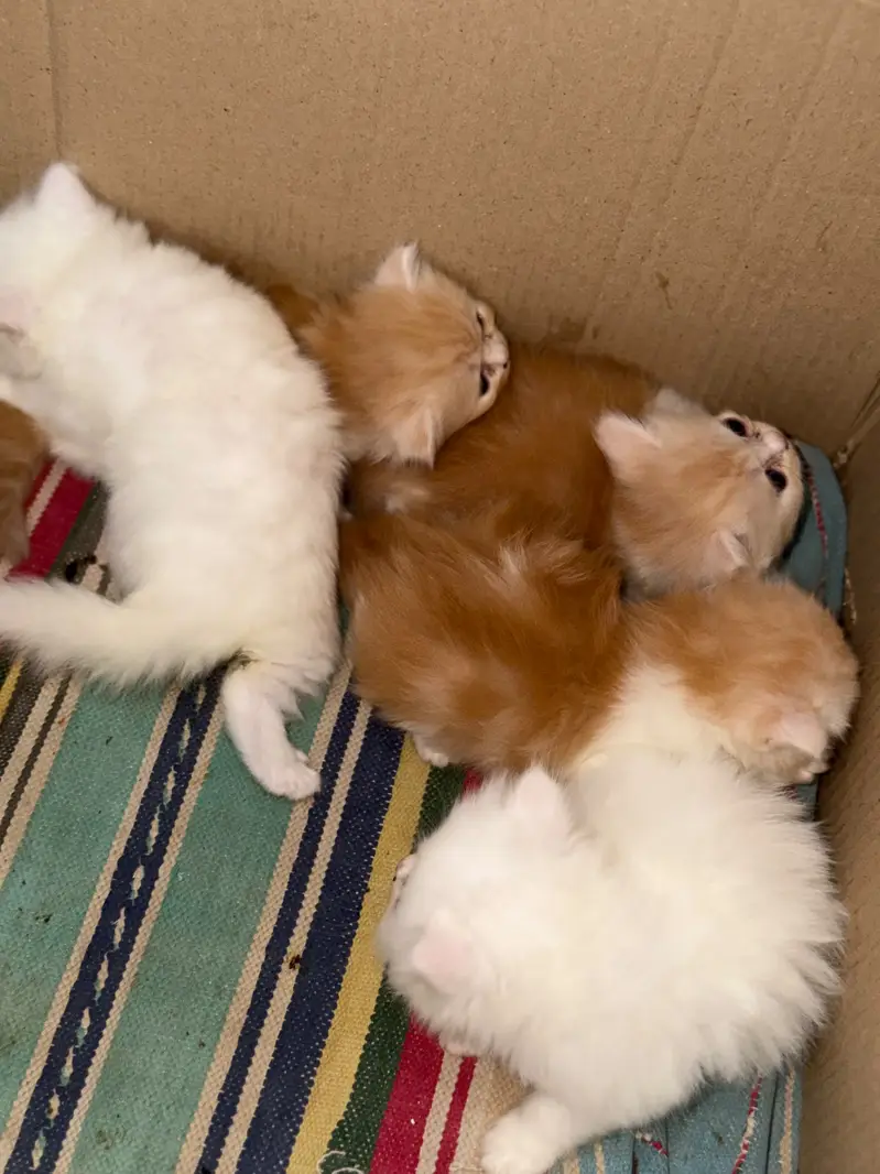 persian kittens / triple coated/ punch face /white fawan kittens / — photo 4