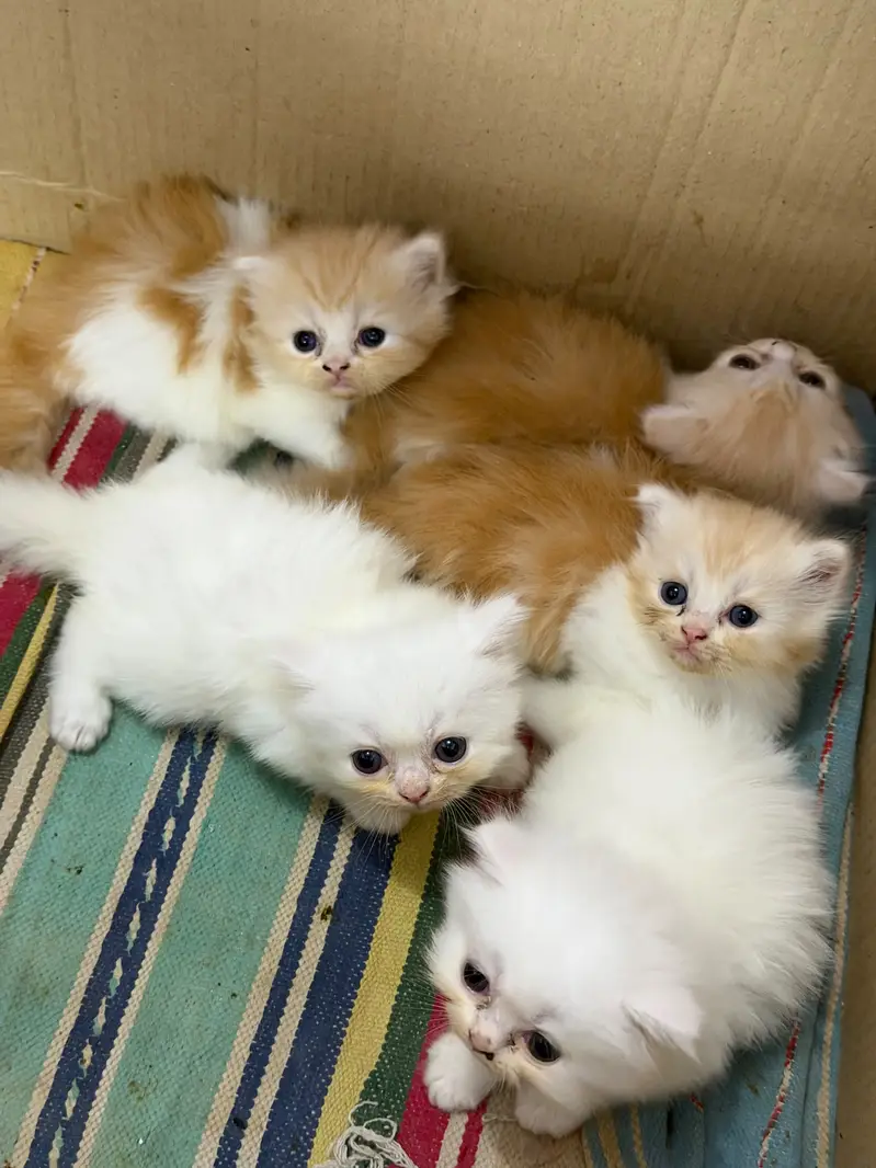 persian kittens / triple coated/ punch face /white fawan kittens / — photo 5