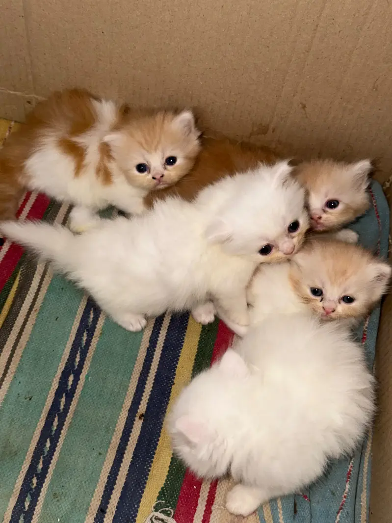 persian kittens / triple coated/ punch face /white fawan kittens / — photo 6