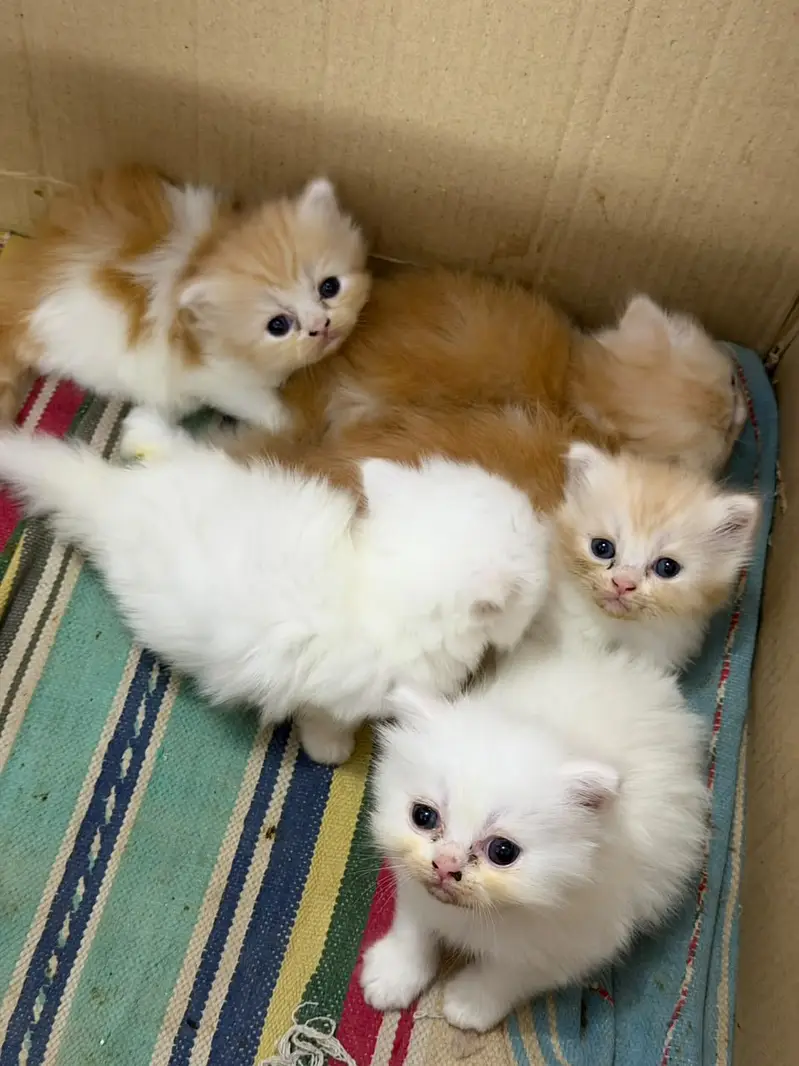 persian kittens / triple coated/ punch face /white fawan kittens / — photo 7
