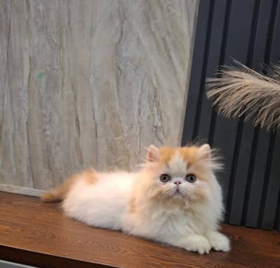 Persian kitten triple cot. for sale WhatsApp my 0346/46/44/0/37/