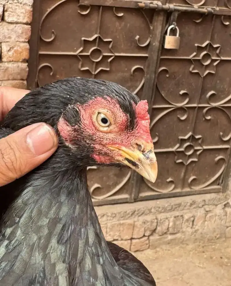 contact only on whatsapp breeder females for sale — photo 4