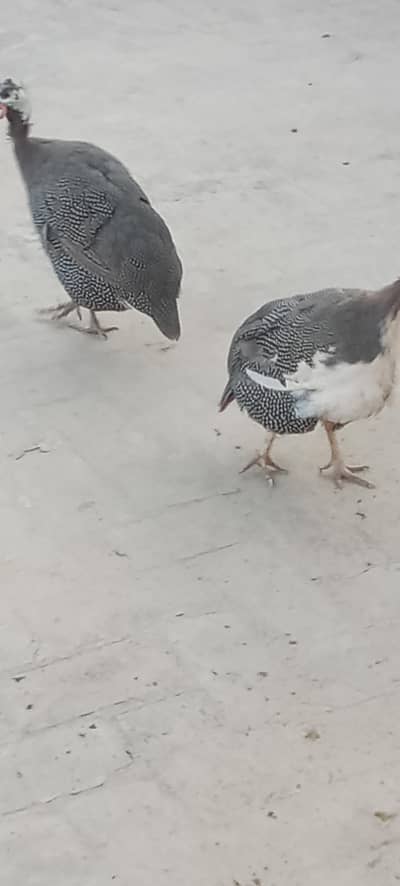 chokar for sale. 8000