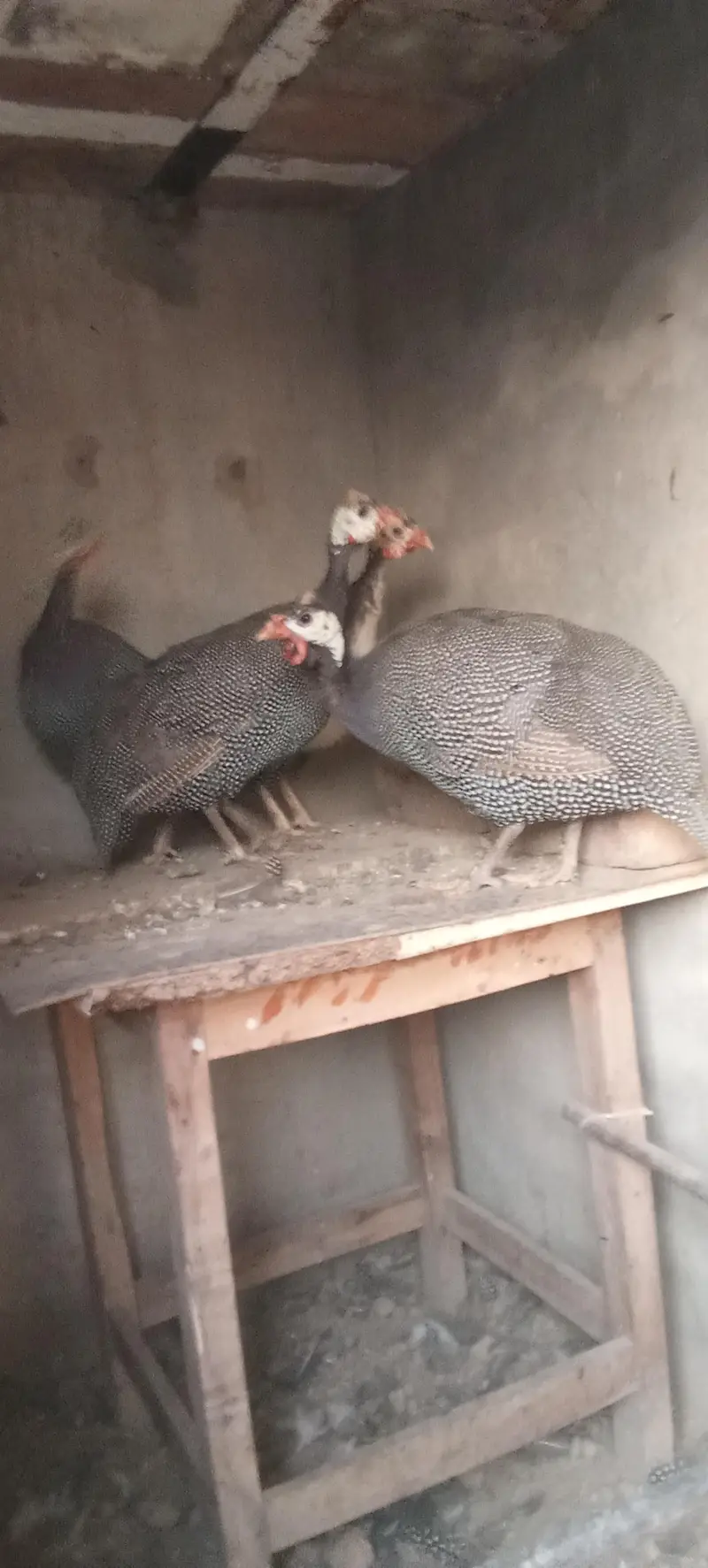 chokar for sale. 8000 — photo 2