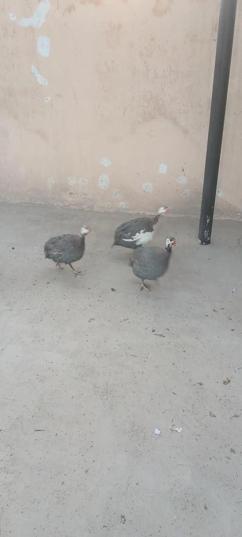 chokar for sale. 8000 — photo 3