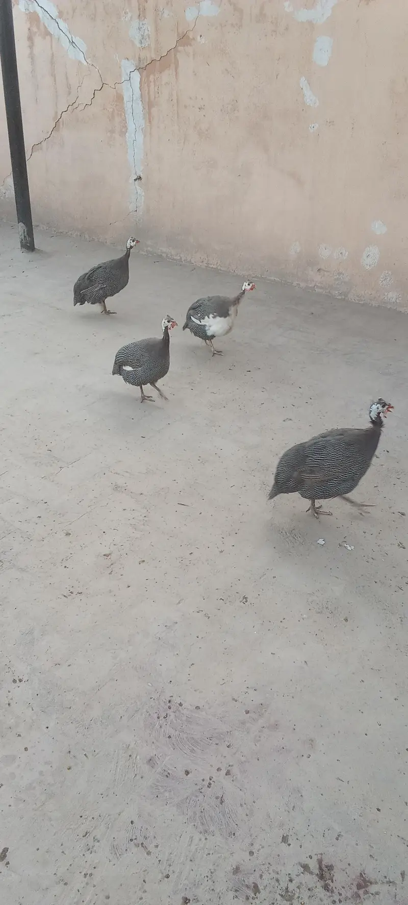 chokar for sale. 8000 — photo 4