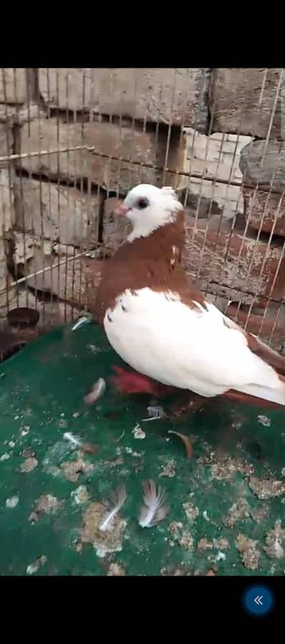 beautiful birds available 0328/4674///632