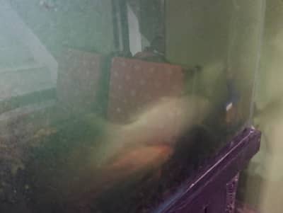 Carp Fishes for Office and Home aquarium