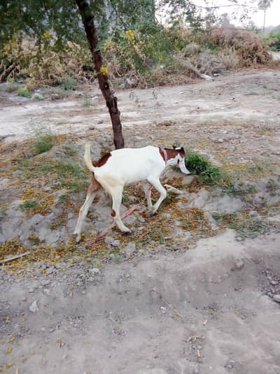 Bakra for sale