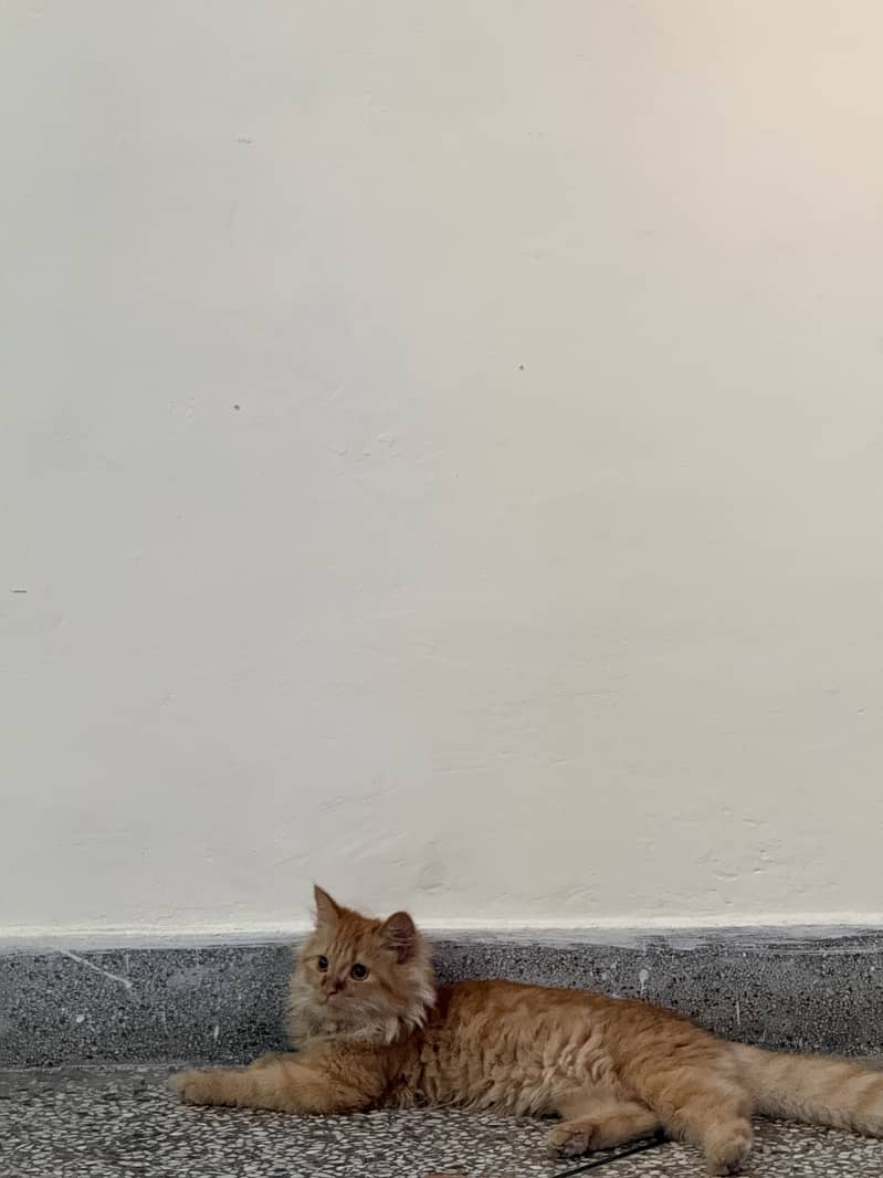 Persian kitten 0