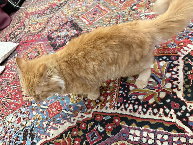 Persian kitten 1