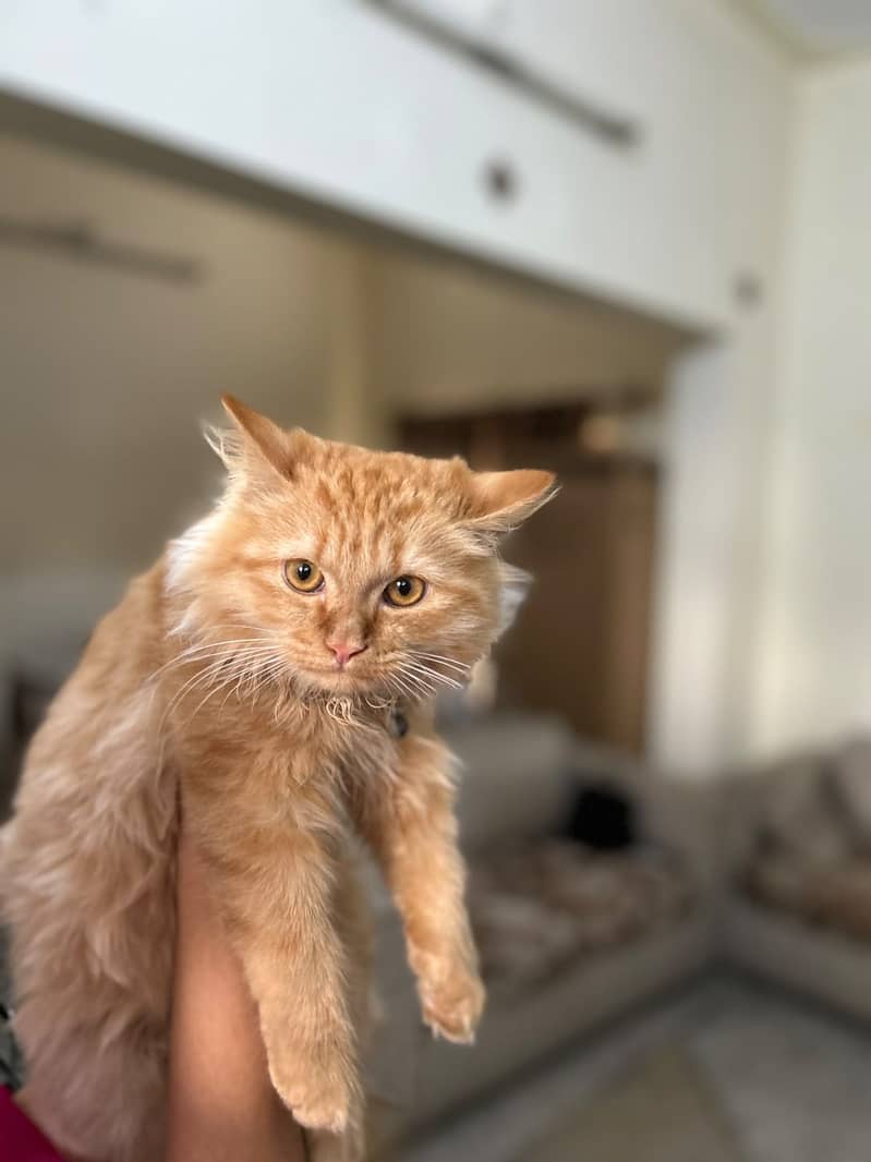 Persian kitten 2