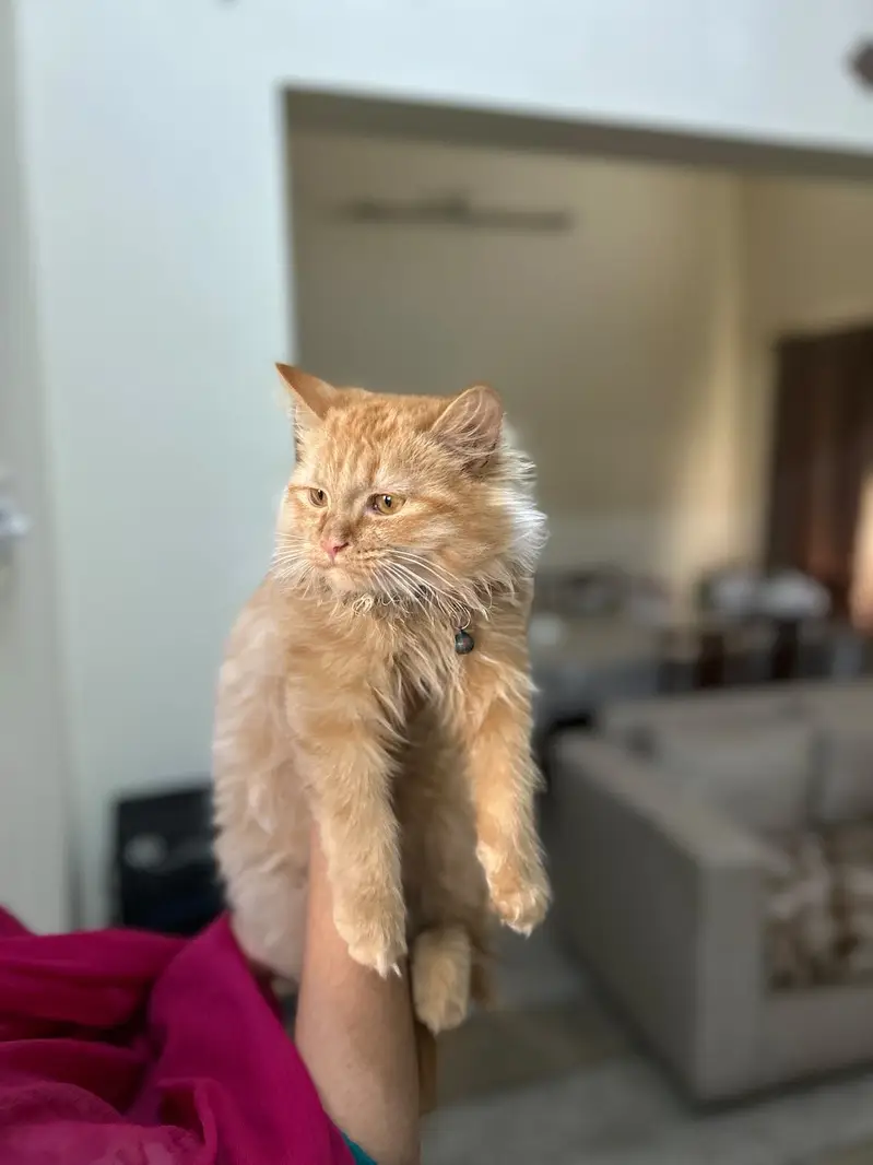Persian kitten — photo 4