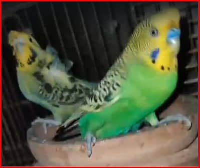 hogoromo buddies bounded pair dor sale