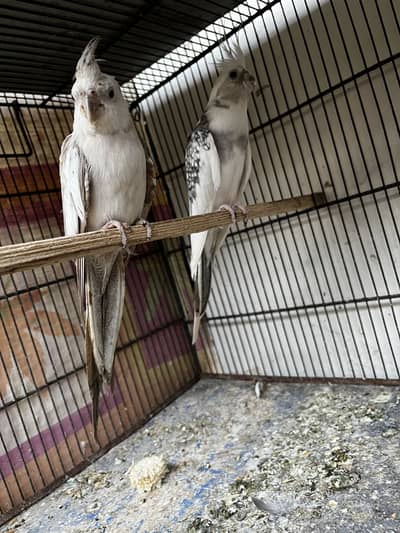 Cockatiel breeder pair