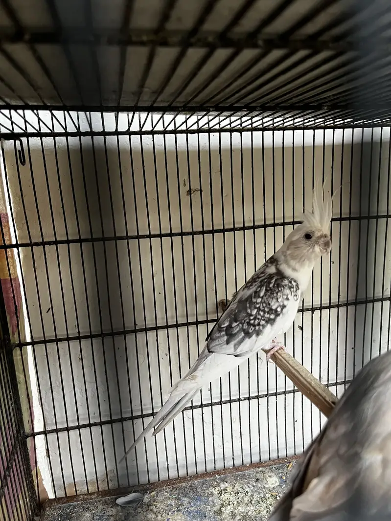 Cockatiel breeder pair — photo 2