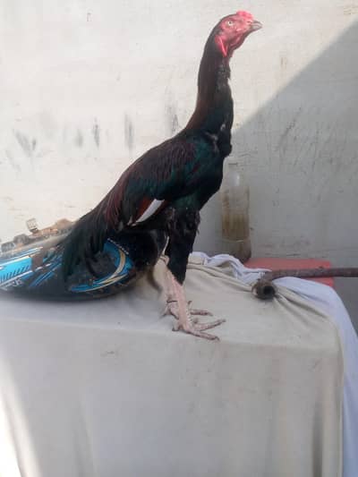 aseel lakha mushka me cros hy