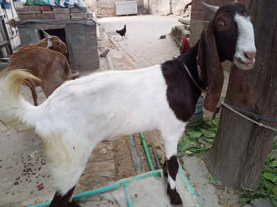 2 Bakriyan Jori 1 Gaban Shaq 1 Khali - Chauburji Lahore`