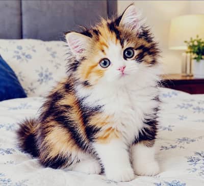 calico russian kitten female