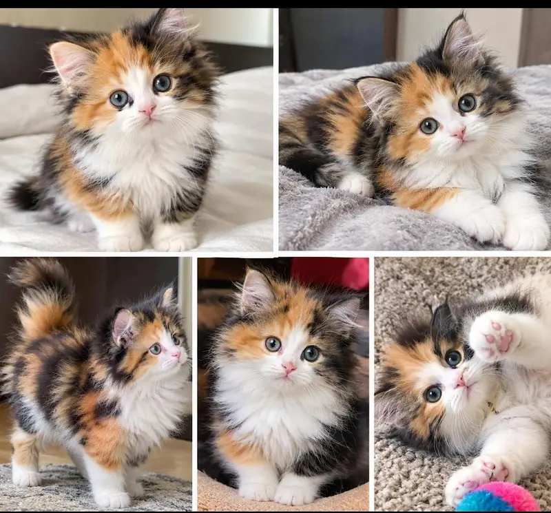 calico russian kitten female — photo 2