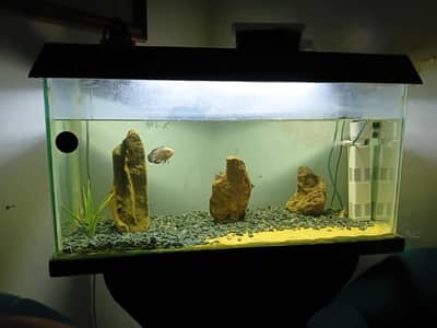 Aquariun For Sale