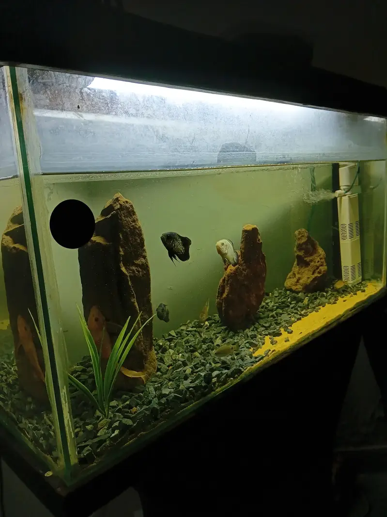 Aquariun For Sale — photo 2