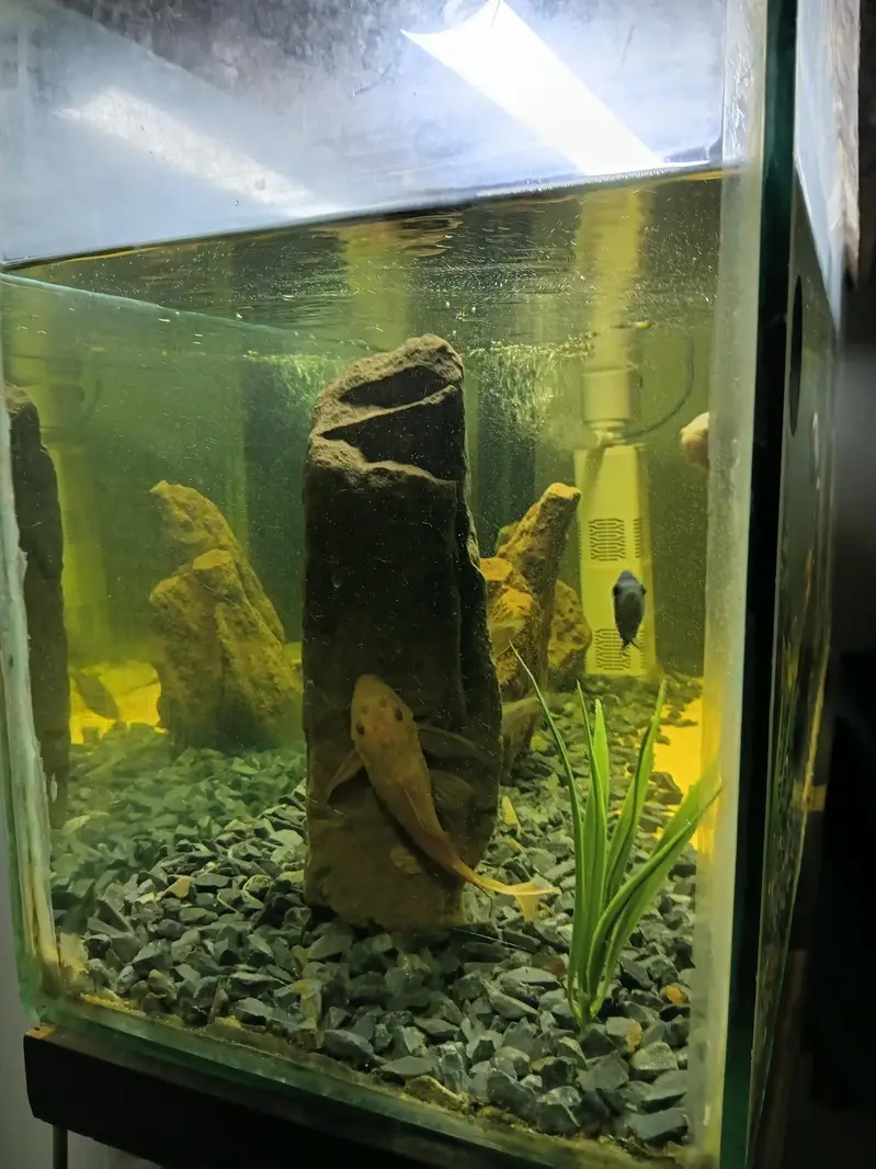 Aquariun For Sale — photo 3