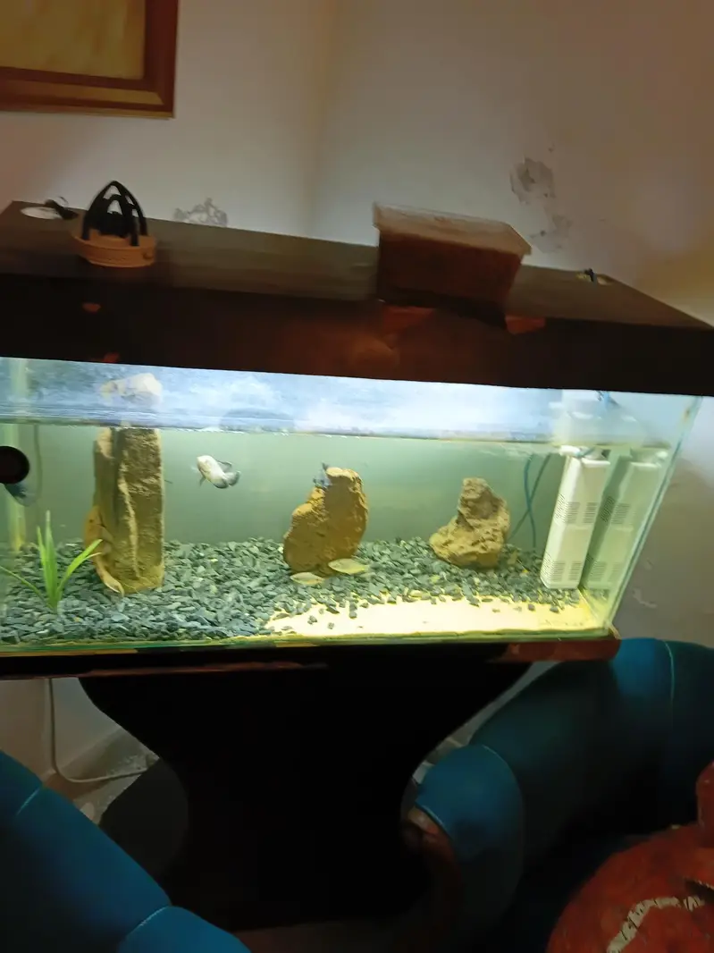 Aquariun For Sale — photo 4