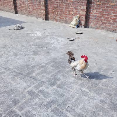Dasi murgi and murgha ghr ka pala huwa/ Whatsapp number 03230059774