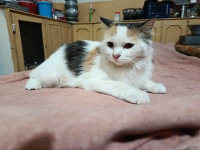 Persian female cat for sale