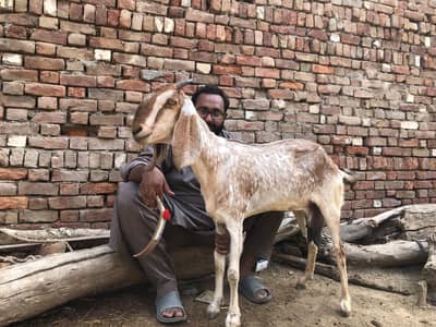 Desi bakri for sale
