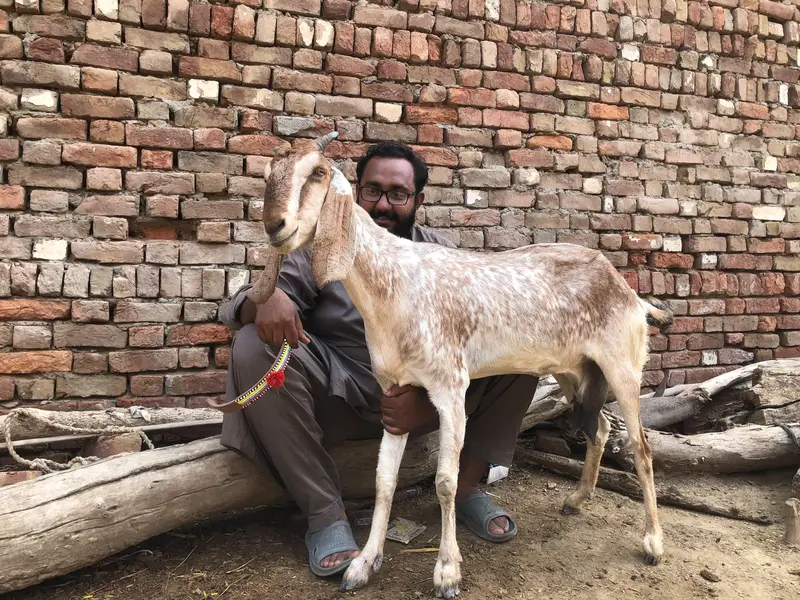 Desi bakri for sale — photo 2