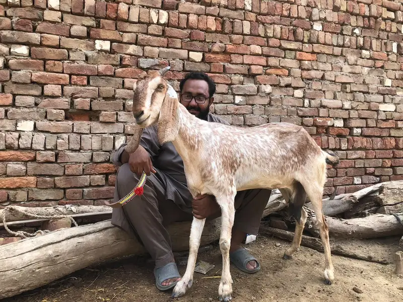 Desi bakri for sale — photo 3
