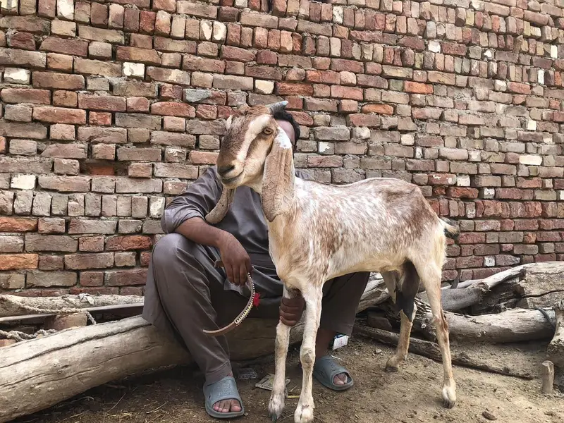 Desi bakri for sale — photo 4