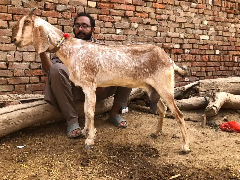 Desi bakri for sale — photo 5