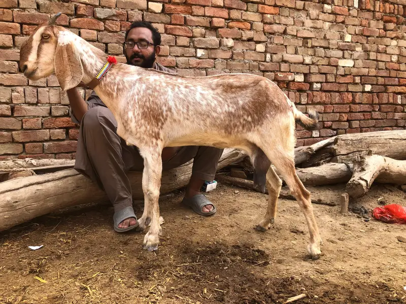 Desi bakri for sale — photo 6