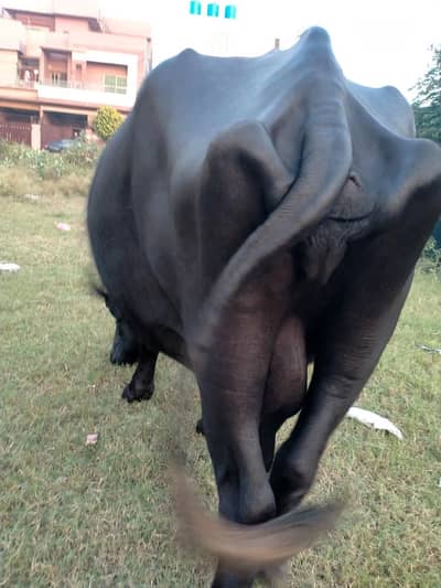 Ghar ki cow