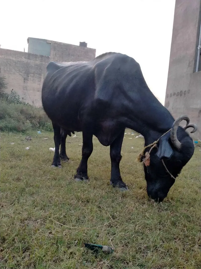 Ghar ki cow — photo 2