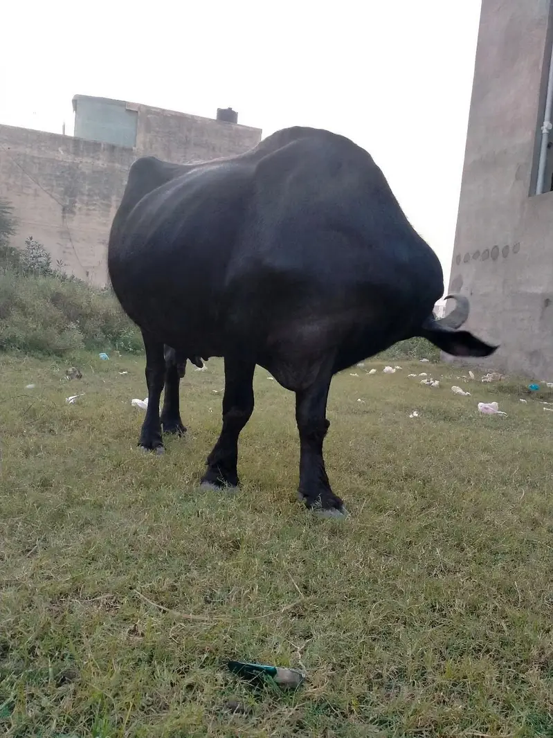 Ghar ki cow — photo 3