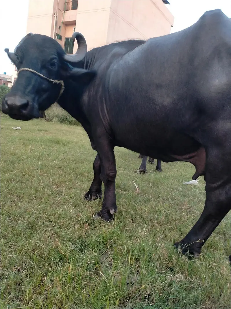 Ghar ki cow — photo 4