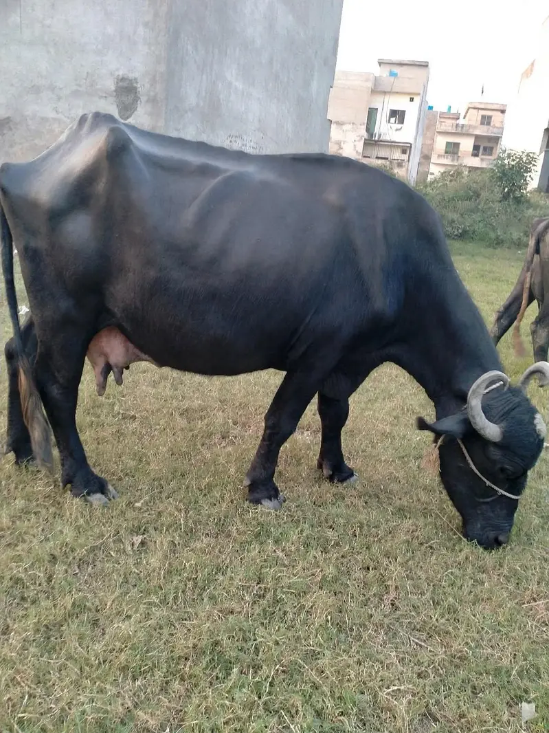 Ghar ki cow — photo 5