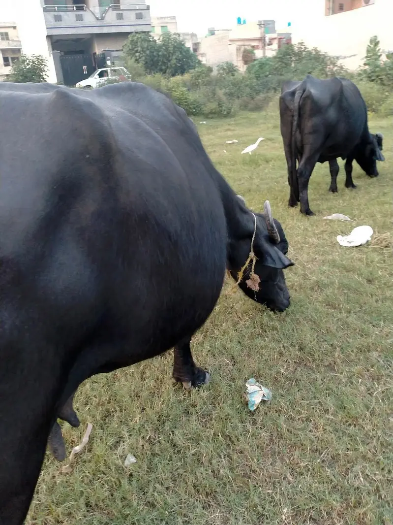 Ghar ki cow — photo 6