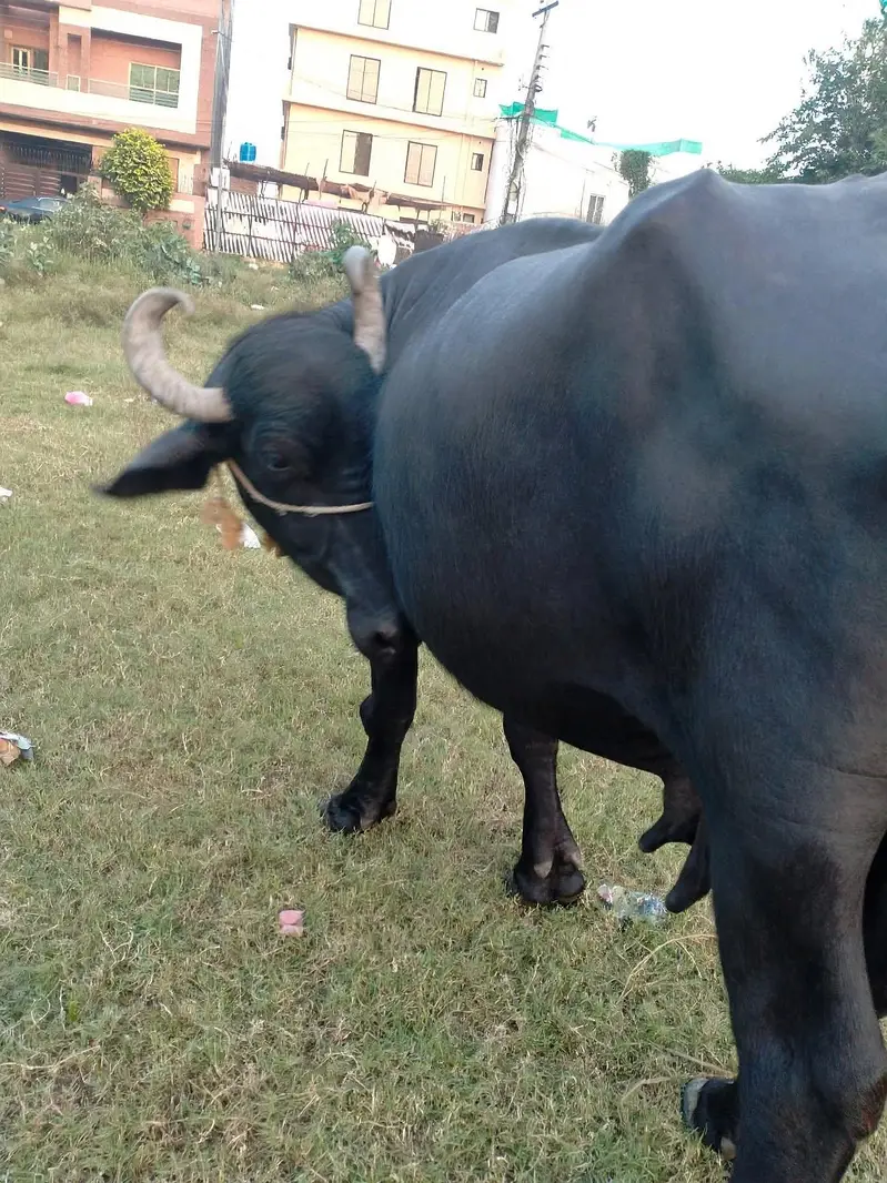 Ghar ki cow — photo 7