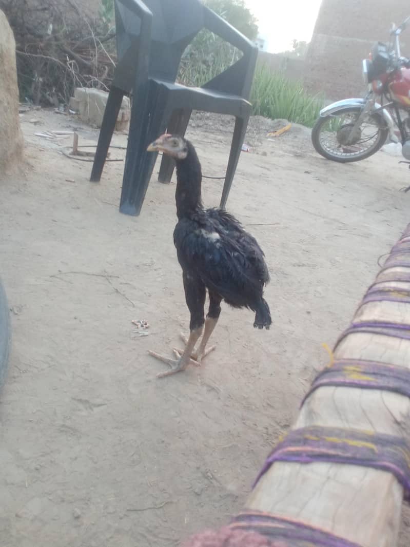 Aseel Patha 3