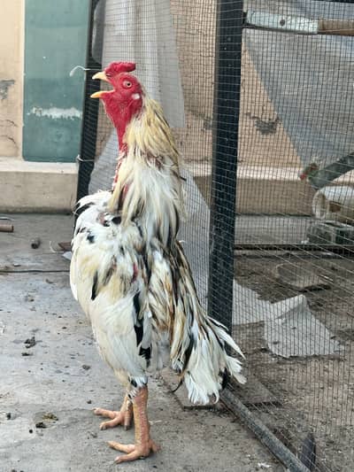 aseel Hens Available