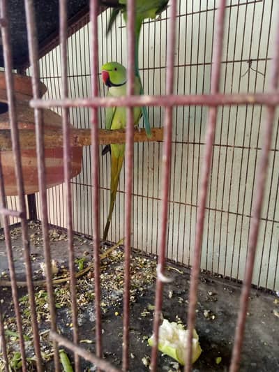 ringneck parrot fartil male second time bereed