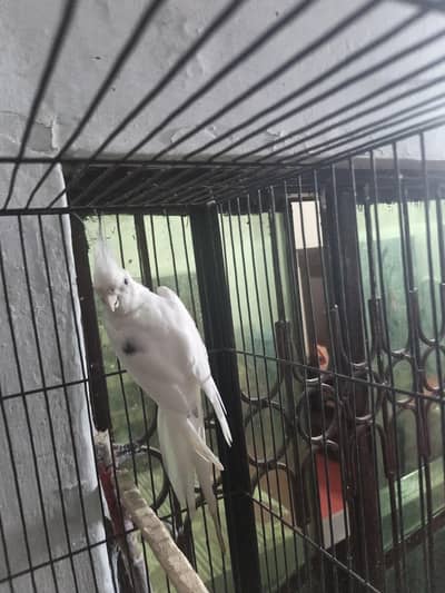 one spoted male balk eyes baredr male for sall