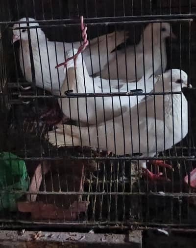Pigeons